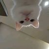 catlover52746