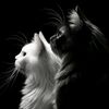 knightfairy7