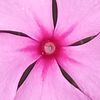 flowerofinfinity