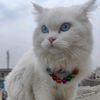 worldofcats1.0