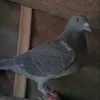 aerol.esquilona.p
