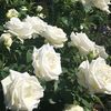 white_flower160