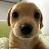 saraak7_