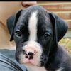 captheboxer