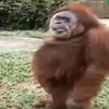 sk_s4mukz