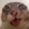 rigbycatismyfavourite