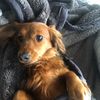 hamish.h5