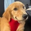 Murphy the Golden