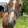 lillys_animaltok