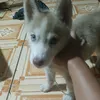 hng48068
