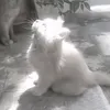 hshtopicat