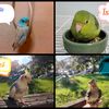 parrots.mama