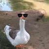 krytoi_gyus