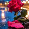 sadaf.sarker3