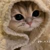 ahlam6524