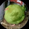 un_pollo_comun