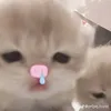 voiuu_cua_ahh