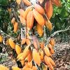 maung_talun