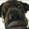 fwybgoofy