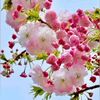sadiya___islam__00