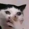 delimbiyyra