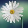 pam.kathir