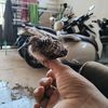 bimogr3