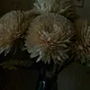 veronique.paule