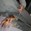 nazifak03