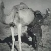 بـن محـوت