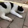 nekod46