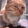 kit_cat004