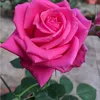 jaquelineramos5025