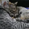 chumlordchum