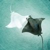 micha_likeswhales