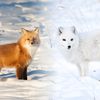 frostfirespirehq