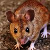 redditmouse