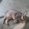catmosa07