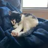 fwflaky