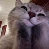 meo_meoww3
