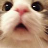 kitti_ck