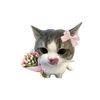 beus24096