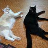 hitam.dan.putih2