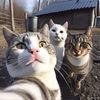 funny.little.anim