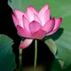 wurusi00