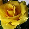hayet.twita