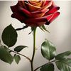 ahmad.yazdi19