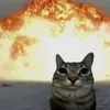 maomau