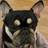 lilfrenchie12