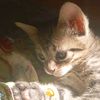 renii_7944
